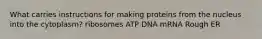 What carries instructions for making proteins from the nucleus into the cytoplasm? ribosomes ATP DNA mRNA Rough ER