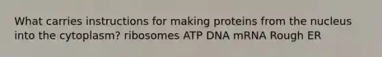 What carries instructions for making proteins from the nucleus into the cytoplasm? ribosomes ATP DNA mRNA Rough ER