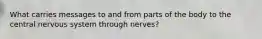 What carries messages to and from parts of the body to the central nervous system through nerves?