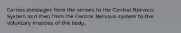 Carries messages from the senses to the Central Nervous System and then from the Central Nervous system to the voluntary muscles of the body,