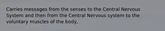 Carries messages from the senses to the Central Nervous System and then from the Central Nervous system to the voluntary muscles of the body,