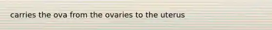 carries the ova from the ovaries to the uterus