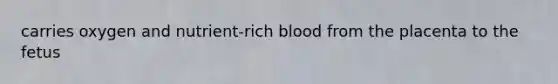 carries oxygen and nutrient-rich blood from the placenta to the fetus