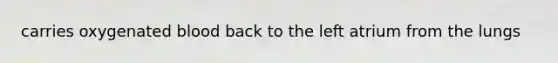 carries oxygenated blood back to the left atrium from the lungs