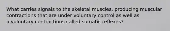 What carries signals to the skeletal muscles, producing muscular contractions that are under voluntary control as well as involuntary contractions called somatic reflexes?