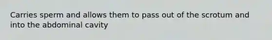 Carries sperm and allows them to pass out of the scrotum and into the abdominal cavity