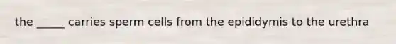 the _____ carries sperm cells from the epididymis to the urethra