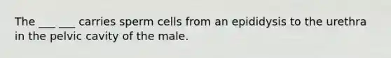 The ___ ___ carries sperm cells from an epididysis to the urethra in the pelvic cavity of the male.