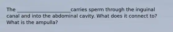 The ______________________carries sperm through the inguinal canal and into the abdominal cavity. What does it connect to? What is the ampulla?