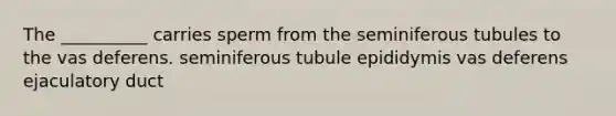 The __________ carries sperm from the seminiferous tubules to the vas deferens. seminiferous tubule epididymis vas deferens ejaculatory duct