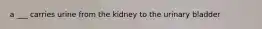 a ___ carries urine from the kidney to the urinary bladder