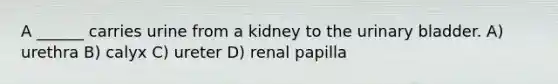 A ______ carries urine from a kidney to the urinary bladder. A) urethra B) calyx C) ureter D) renal papilla