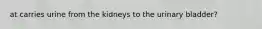 at carries urine from the kidneys to the urinary bladder?