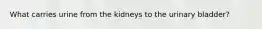 What carries urine from the kidneys to the urinary bladder?