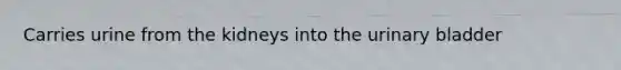 Carries urine from the kidneys into the urinary bladder
