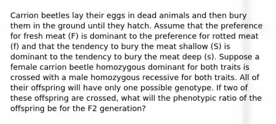 Carrion beetles lay their eggs in dead animals and then bury them in the ground until they hatch. Assume that the preference for fresh meat (F) is dominant to the preference for rotted meat (f) and that the tendency to bury the meat shallow (S) is dominant to the tendency to bury the meat deep (s). Suppose a female carrion beetle homozygous dominant for both traits is crossed with a male homozygous recessive for both traits. All of their offspring will have only one possible genotype. If two of these offspring are crossed, what will the phenotypic ratio of the offspring be for the F2 generation?