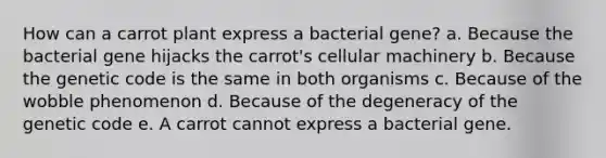 How can a carrot plant express a bacterial gene? a. Because the bacterial gene hijacks the carrot's cellular machinery b. Because the genetic code is the same in both organisms c. Because of the wobble phenomenon d. Because of the degeneracy of the genetic code e. A carrot cannot express a bacterial gene.