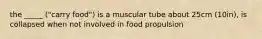 the _____ ("carry food") is a muscular tube about 25cm (10in), is collapsed when not involved in food propulsion