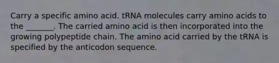 Carry a specific amino acid. tRNA molecules carry amino acids to the _______. The carried amino acid is then incorporated into the growing polypeptide chain. The amino acid carried by the tRNA is specified by the anticodon sequence.