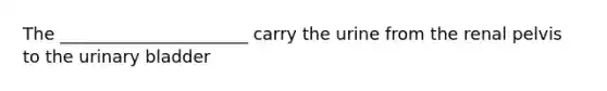 The ______________________ carry the urine from the renal pelvis to the urinary bladder