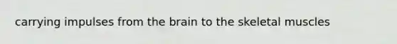 carrying impulses from the brain to the skeletal muscles