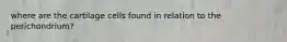 where are the cartilage cells found in relation to the perichondrium?