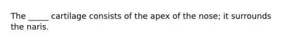 The _____ cartilage consists of the apex of the nose; it surrounds the naris.