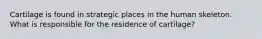 Cartilage is found in strategic places in the human skeleton. What is responsible for the residence of cartilage?