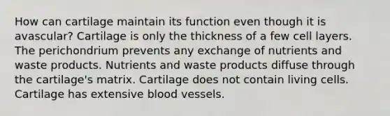 How can cartilage maintain its function even though it is avascular? Cartilage is only the thickness of a few cell layers. The perichondrium prevents any exchange of nutrients and waste products. Nutrients and waste products diffuse through the cartilage's matrix. Cartilage does not contain living cells. Cartilage has extensive <a href='https://www.questionai.com/knowledge/kZJ3mNKN7P-blood-vessels' class='anchor-knowledge'>blood vessels</a>.