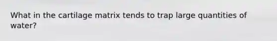What in the cartilage matrix tends to trap large quantities of water?