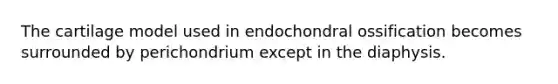 The cartilage model used in endochondral ossification becomes surrounded by perichondrium except in the diaphysis.