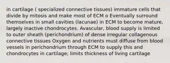 in cartilage ( specialized connective tissues) immature cells that divide by mitosis and make most of ECM o Eventually surround themselves in small cavities (lacunae) in ECM to become mature, largely inactive chondrocytes. Avascular, blood supply is limited to outer sheath (perichondrium) of dense irregular collagenous connective tissues Oxygen and nutrients must diffuse from blood vessels in perichondrium through ECM to supply this and chondrocytes in cartilage; limits thickness of living cartilage