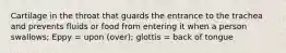 Cartilage in the throat that guards the entrance to the trachea and prevents fluids or food from entering it when a person swallows; Eppy = upon (over); glottis = back of tongue