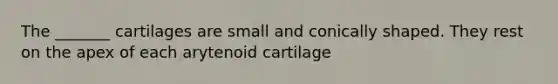 The _______ cartilages are small and conically shaped. They rest on the apex of each arytenoid cartilage