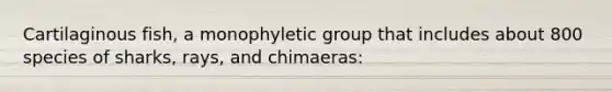 Cartilaginous fish, a monophyletic group that includes about 800 species of sharks, rays, and chimaeras: