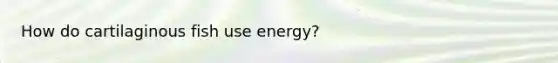 How do cartilaginous fish use energy?