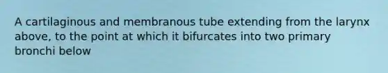 A cartilaginous and membranous tube extending from the larynx above, to the point at which it bifurcates into two primary bronchi below