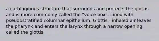 a cartilaginous structure that surrounds and protects the glottis and is more commonly called the "voice box". Lined with pseudostratified columnar epithelium. Glottis - inhaled air leaves <a href='https://www.questionai.com/knowledge/ktW97n6hGJ-the-pharynx' class='anchor-knowledge'>the pharynx</a> and enters the larynx through a narrow opening called the glottis.