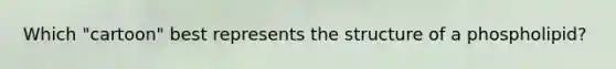 Which "cartoon" best represents the structure of a phospholipid?