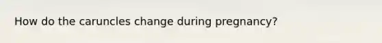How do the caruncles change during pregnancy?
