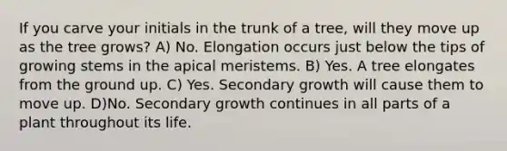 If you carve your initials in the trunk of a tree, will they move up as the tree grows? A) No. Elongation occurs just below the tips of growing stems in the apical meristems. B) Yes. A tree elongates from the ground up. C) Yes. Secondary growth will cause them to move up. D)No. Secondary growth continues in all parts of a plant throughout its life.