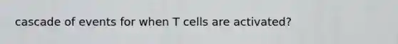 cascade of events for when T cells are activated?