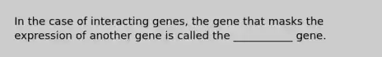 In the case of interacting genes, the gene that masks the expression of another gene is called the ___________ gene.