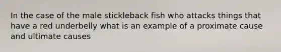 In the case of the male stickleback fish who attacks things that have a red underbelly what is an example of a proximate cause and ultimate causes