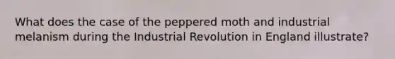 What does the case of the peppered moth and industrial melanism during the Industrial Revolution in England illustrate?