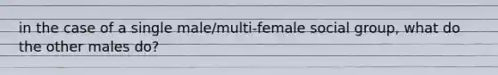 in the case of a single male/multi-female social group, what do the other males do?