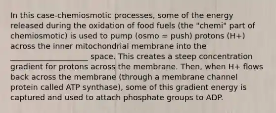 In this case-chemiosmotic processes, some of the energy released during the oxidation of food fuels (the "chemi" part of chemiosmotic) is used to pump (osmo = push) protons (H+) across the inner mitochondrial membrane into the ____________________ space. This creates a steep concentration gradient for protons across the membrane. Then, when H+ flows back across the membrane (through a membrane channel protein called ATP synthase), some of this gradient energy is captured and used to attach phosphate groups to ADP.