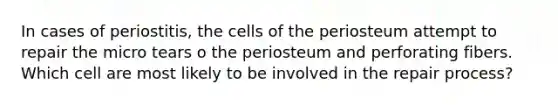 In cases of periostitis, the cells of the periosteum attempt to repair the micro tears o the periosteum and perforating fibers. Which cell are most likely to be involved in the repair process?