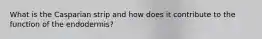 What is the Casparian strip and how does it contribute to the function of the endodermis?