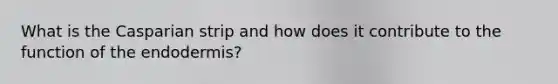 What is the Casparian strip and how does it contribute to the function of the endodermis?